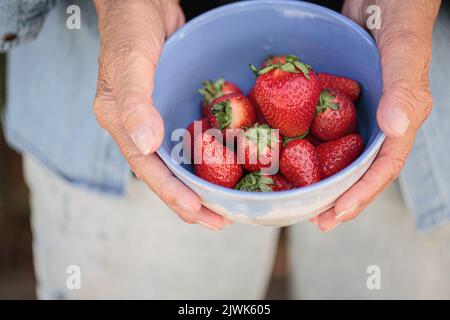 Hände einer älteren Frau, die eine Schüssel mit reifen Erdbeeren in der Hand hält Stockfoto