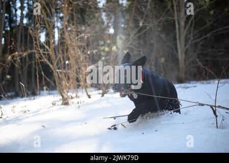 Verspielter schwarzer labrador Retriever-Welpe, der durch den Schnee in der wunderschönen, weiß verschneiten Winternatur läuft. Stockfoto