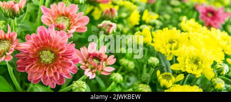 Rosa und gelbe Chrysanthemum Blüten aus nächster Nähe Stockfoto