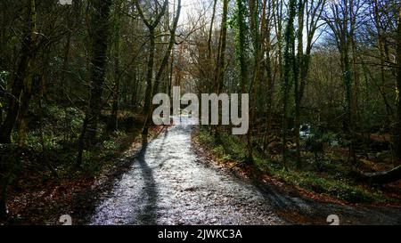 Wanderweg, der durch einen Winterwald führt, Kennall Valle, Cornwall, Großbritannien - John Gollop Stockfoto