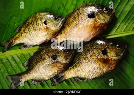 Frisch gefangener Fisch bluegill aus dem See in Bananenblatt platziert Stockfoto