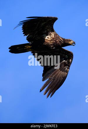 Der junge amerikanische Weißkopfadler fliegt in hellblauem Himmel Stockfoto