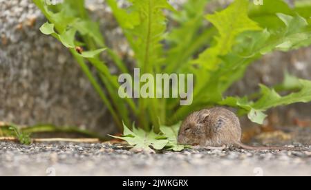 Niedliche grau-braune Hausmaus - Mus musculus - sitzt neben frischen grünen Blättern Stockfoto