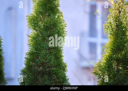 Immergrüne dekorative Thuja-Bäume wachsen vor dem Haus oder im Hinterhof. Garten- und Landschaftskonzept Stockfoto