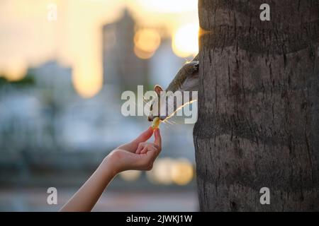 Menschliche Hand Fütterung schönen wilden grauen Eichhörnchen im Sommer Stadtpark Stockfoto