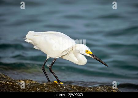 Weißer Reiher wilder Seevogel, auch bekannt als große oder schneebedeckte Reiher, die im Sommer am Meer jagen Stockfoto