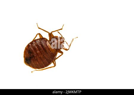 Gewöhnlicher Bettfehler - Cimex lectularius Stockfoto