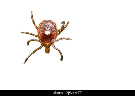 Lone Star Tick - Amblyomma americanum Stockfoto