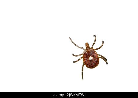 Lone Star Tick - Amblyomma americanum Stockfoto