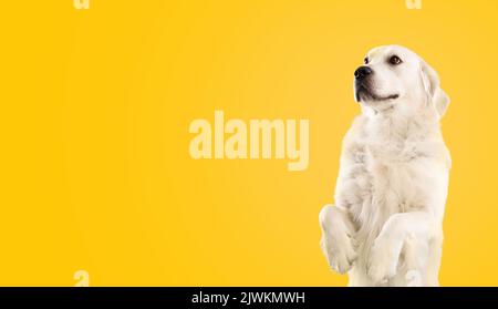 Hundeschulungskonzept. Niedliche goldene Retriever stehen auf Hinterbeinen und wegschauen, gelber Hintergrund, Copy Space Stockfoto