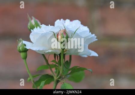 Rosa Winchester Kathedrale. Weiß David Austin Rose Nahaufnahme Makro. Stockfoto