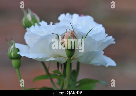 Rosa Winchester Kathedrale. Weiß David Austin Rose Nahaufnahme Makro. Stockfoto