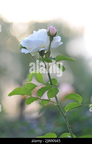 Rosa Winchester Kathedrale. Weiß David Austin Rose Nahaufnahme Makro. Stockfoto