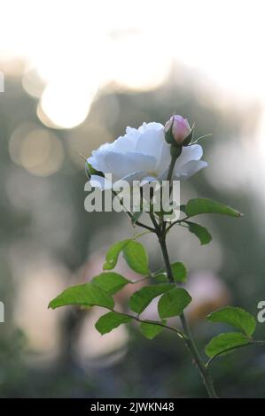 Rosa Winchester Kathedrale. Weiß David Austin Rose Nahaufnahme Makro. Stockfoto