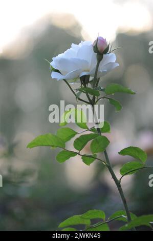 Rosa Winchester Kathedrale. Weiß David Austin Rose Nahaufnahme Makro. Stockfoto
