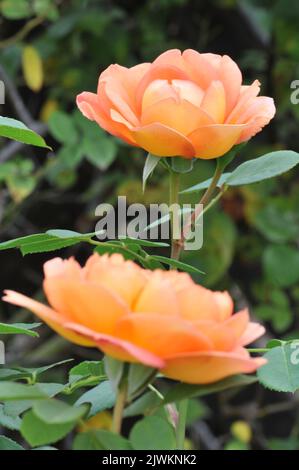 Dame von Schalotten orange Aprikosen-Strauchrose. Eine englische Rose von David Austin mit hohem Duft. Große Strauchrose mit vielen duftenden Blüten. Stockfoto