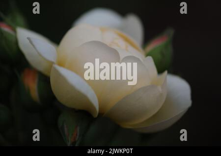 David Austin Englisch Rose Perdita. Blasse Zitrone altmodische Rosenblüten. Zitrusduft. Makro-romantisches Foto. Stockfoto