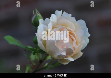 Penelope Strauch Rose. Aprikosenblüten mit gebratenen Blütenblättern. Stark parfümiert. Frühling Sommer blüht. Stockfoto