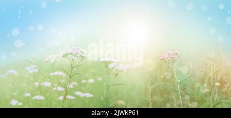 Sommerhintergrund in grün-blauen Pastellfarben mit blühenden Schafgarben (Achillea millefolium). Stockfoto