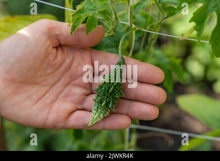 Bittermelonenfrucht, auch Bitterkürbis genannt. Momordica charantia in der Hand. Selektiver Fokus Stockfoto