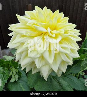 Giant Dahlia, Alvas Supreme Stockfoto