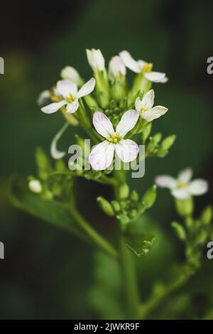 Nahaufnahme von Rettich-Pflanzenblumen im Garten, Soft-Focus-Hintergrund mit Kopierraum, Makro Stockfoto