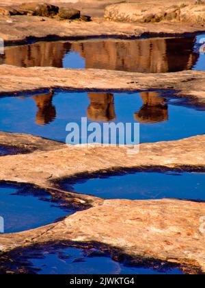 Die drei Gerüchte spiegeln sich in ephemeren Regenwasserbecken im Abschnitt Courthouse Towers, Arches National Park, Moab, Utah, wider. Stockfoto