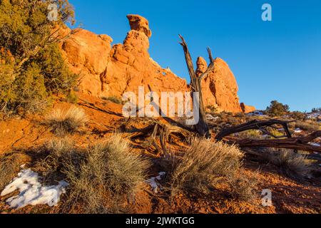 Ein toter Wacholder vor zwei kleinen Bögen in einer Entrada-Sandsteinflosse im Devil's Garden, Arches National Park, Moab, Utah. Stockfoto