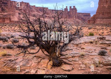 Ein verdrehter, toter Wacholderbaum vor den drei Klatsch-Gerüchten im Abschnitt „Courthouse Towers“ im Arches National Park, Moab, Utah. Stockfoto