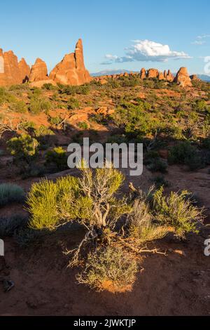 Ein Mormonen-Teestrieb vor den Entrada-Sandsteinflossen im Devil's Garden, Arches National Park, Moab, Utah. Stockfoto