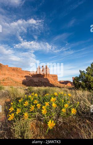 Raue Mule's Ohren blühen vor den drei Klatsch in den Courthouse Towers des Arches National Park, Moab, Utah. Stockfoto