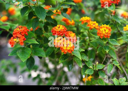 Lantana camara (gemeine lantana) blüht in Nha Trang Vietnam Stockfoto