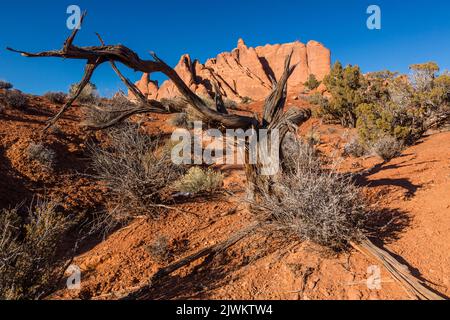 Ein toter Wacholderbaum vor Entrada-Sandsteinflossen im Devil's Garden, Arches National Park, Moab, Utah. Stockfoto