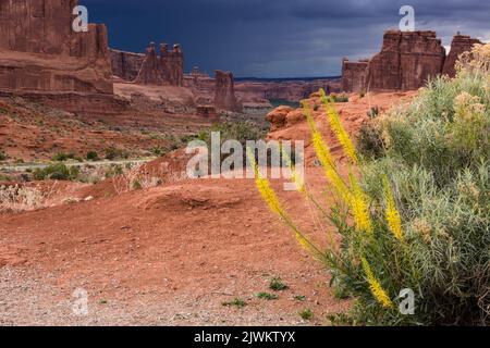 Prince's Plumes in Bloom vor den Courthouse Towers im Arches Natioanl Park, Moab, Utah. Die Türme sind drei Klatsch, Sheep Rock, Tower of Bab Stockfoto