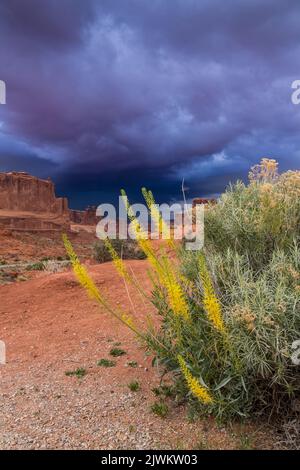 Prince's Plumes in Bloom vor den Courthouse Towers im Arches Natioanl Park, Moab, Utah. Stockfoto