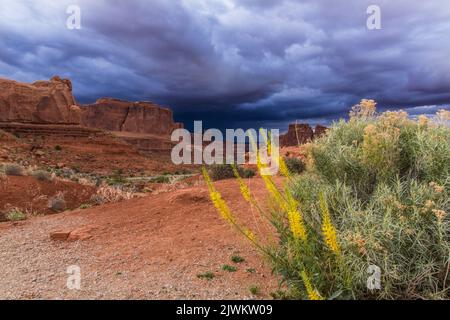 Prince's Plumes in Bloom vor den Courthouse Towers im Arches Natioanl Park, Moab, Utah. Stockfoto