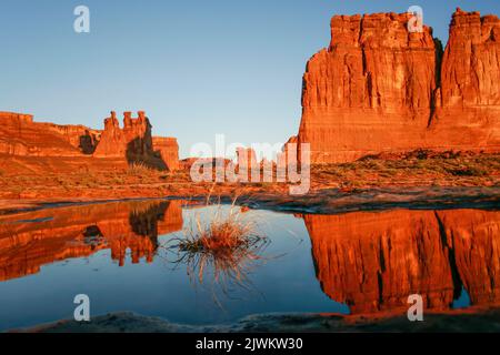 Die drei Gerüchte und die Orgel spiegeln sich in einem vergänglichen Regenwasserbecken im Arches National Park, Moab, Utah. Abschnitt „Courthouse Towers“. Stockfoto