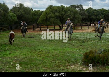 Tahivilla, Spanien - 29. Dezember 2021: Cowboys auf Pferden mit Speeren auf einem Feld in Andalusien, Spanien Stockfoto