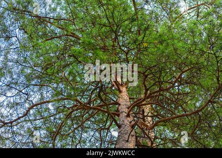 Große und hohe grüne Kiefer und ihr Stamm mit sich ausbreitenden Ästen mit Sonnenlicht, im Wald, wenn man den blauen Himmel mit Wolken aufblickt. Natürliche Pflanzenrücklage Stockfoto