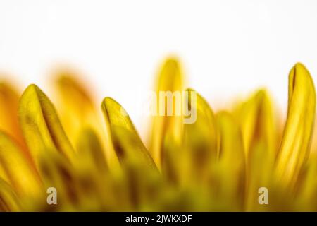 Nahaufnahme gelber Dahlienblätter. Hochwertige Fotos Stockfoto