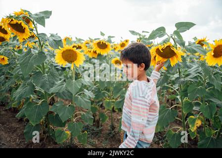 Liebenswert kleinen Jungen auf Sommer Sonnenblumen Feld im Freien. Glückliches Kind schnüffelt Sonnenblumenblume auf grünem Feld. Ukraine Landwirtschaft Stockfoto