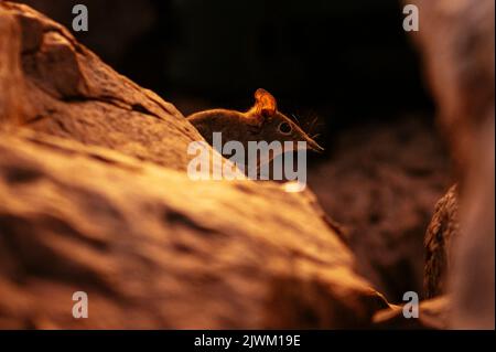 Eastern Rock Elephant Shrew, Makuleke Contractual Park, Kruger National Park, Südafrika Stockfoto