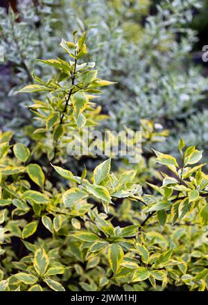 Cornus alba Elegantissima mit bunten gelben Blättern im Garten. Vertikale Aufnahme. Stockfoto