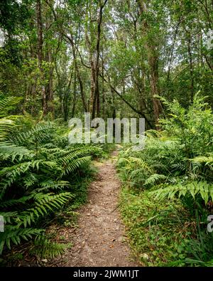 Garden of Eden Forest, Greater Plettenberg Bay, Western Cape, Südafrika Stockfoto