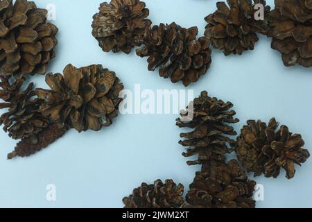 Haufen von Zapfen verschiedene Nadelbäume isoliert auf weiß Stockfoto