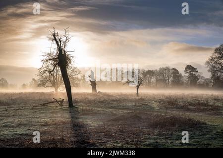 In einem kalten, frostigen Februar im Bushy Park ist der Morgen unheimlich launisch und neblig Stockfoto