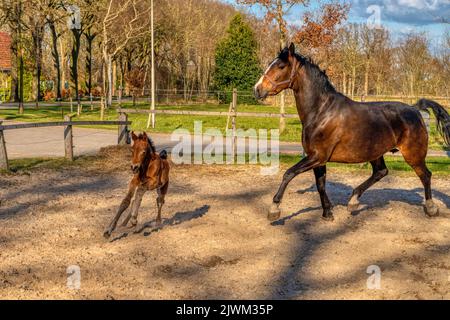 Eine Woche altes dunkelbraunes Fohlen galoppiert und springt mit ihrer Mutter draußen in die Sonne. stute mit rotem Halfter. Warmblut, KWPN Dressurpferd. Tierische Themen Stockfoto