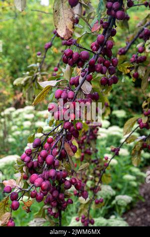 malus adstringens, jay Darling, Rosaceae. Rote/violette Früchte im Herbst. Stockfoto