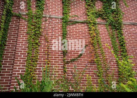 Live Oak, Florida in der Nähe des Suwannee River in North Florida. Hier ist das historische Live Oak Postamt, das 106 Jahre alt ist und jetzt zum Verkauf steht. Stockfoto