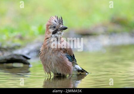 Eichelhäher, Garrulus glandarius, einfacher Vogel im Wasser, Italien Stockfoto